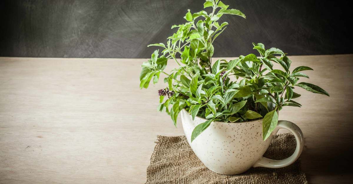 Holy Basil