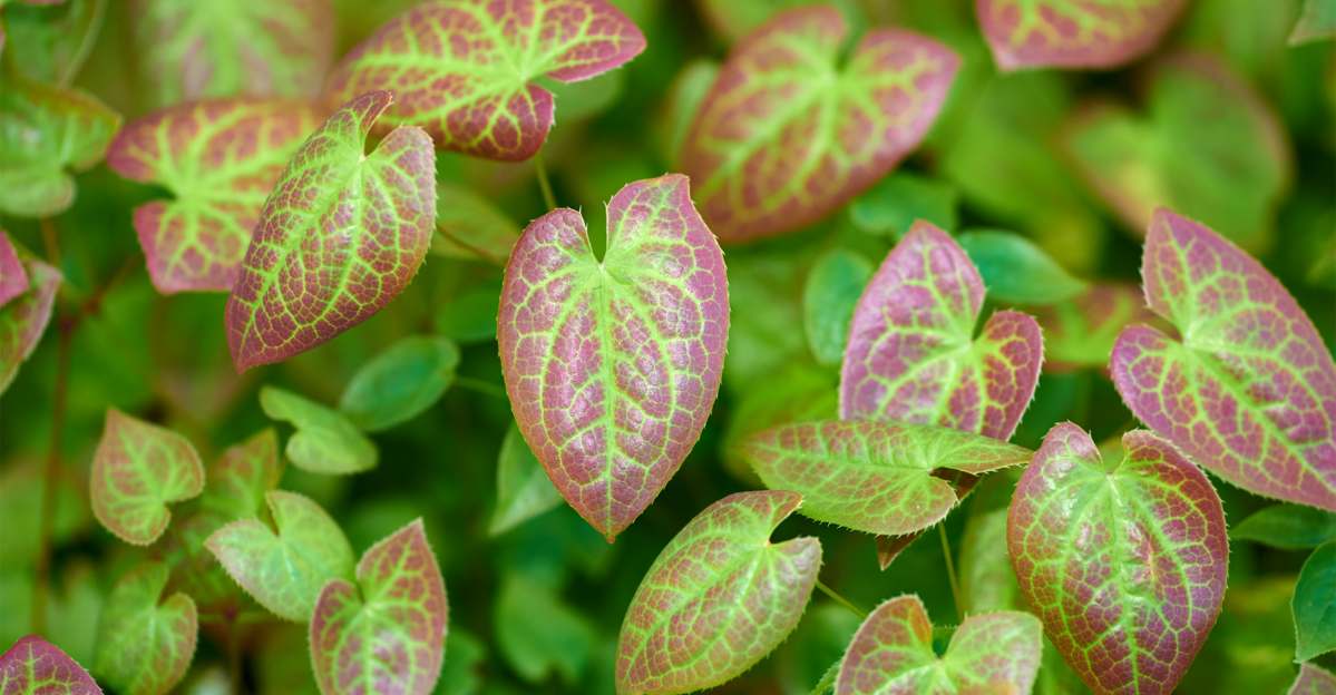 Horny Goat Weed