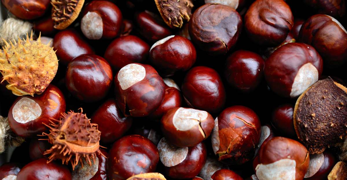 Horse Chestnut