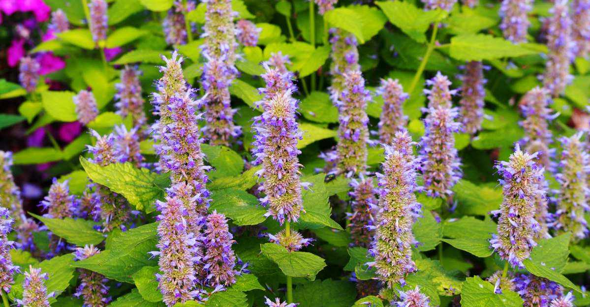 Hyssop Benefit