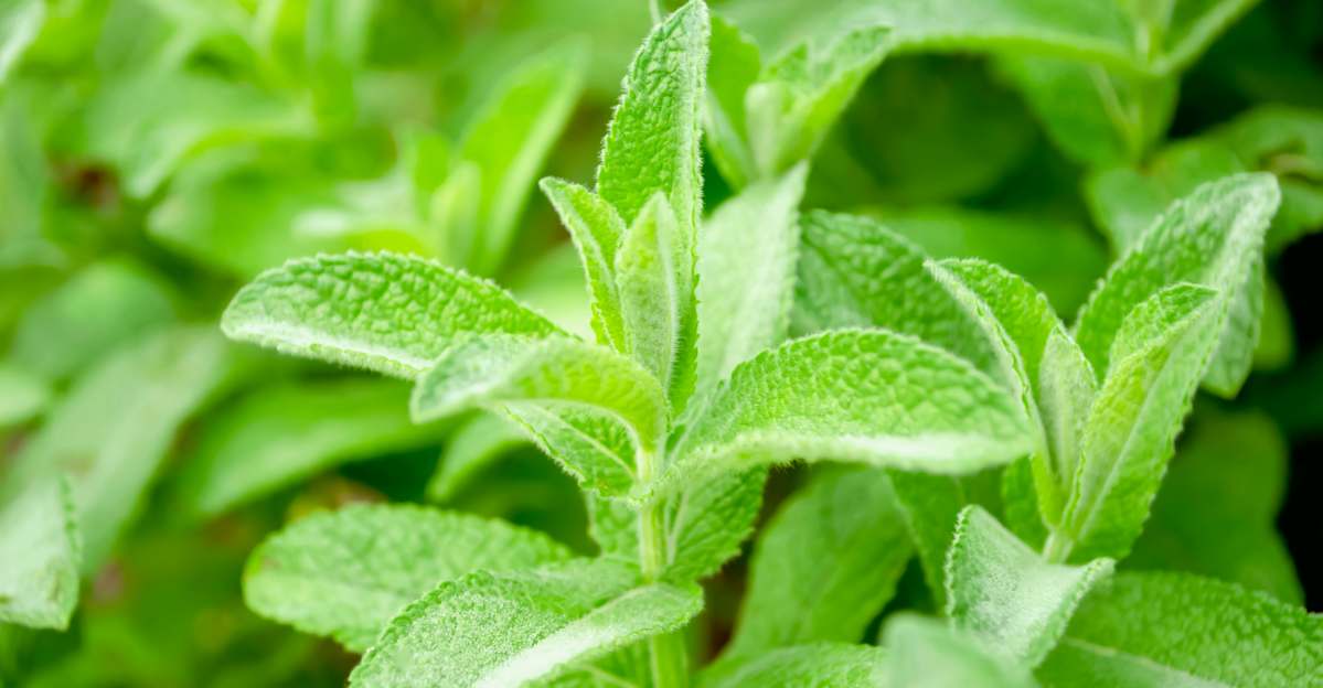 Lemon Balm