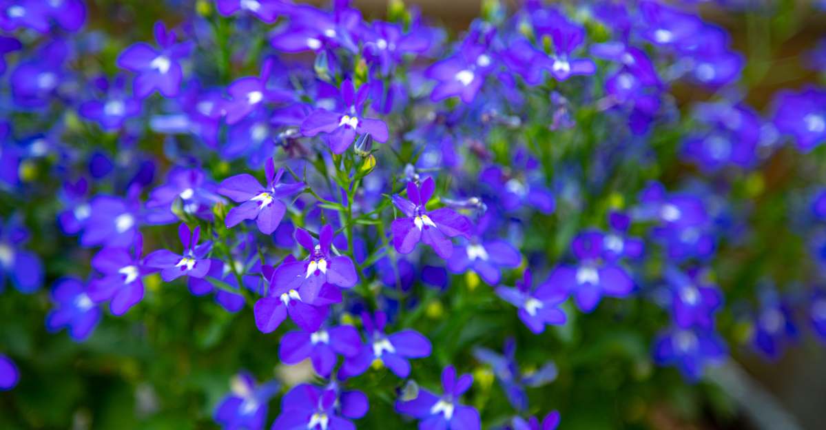 Lobelia