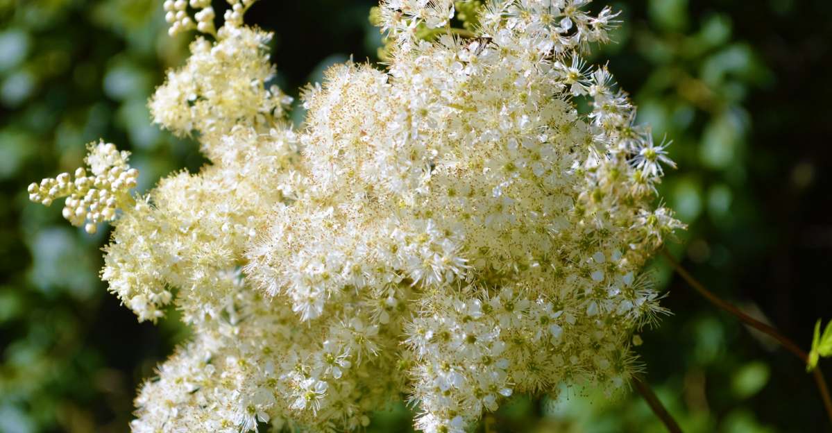 Meadowsweet