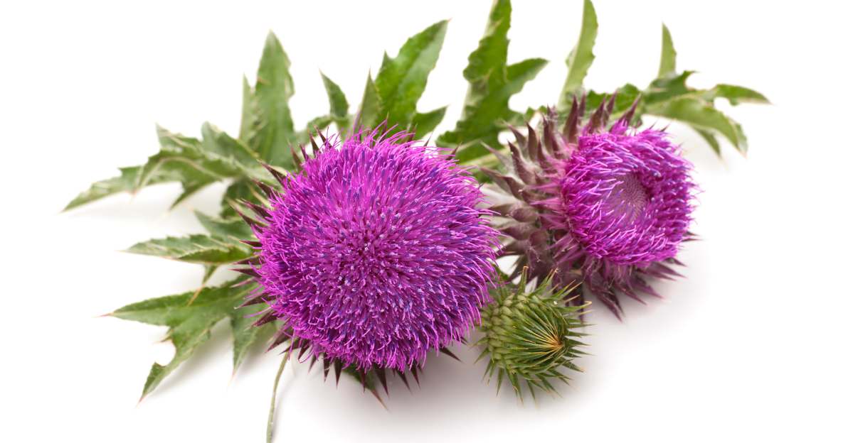 Milk Thistle