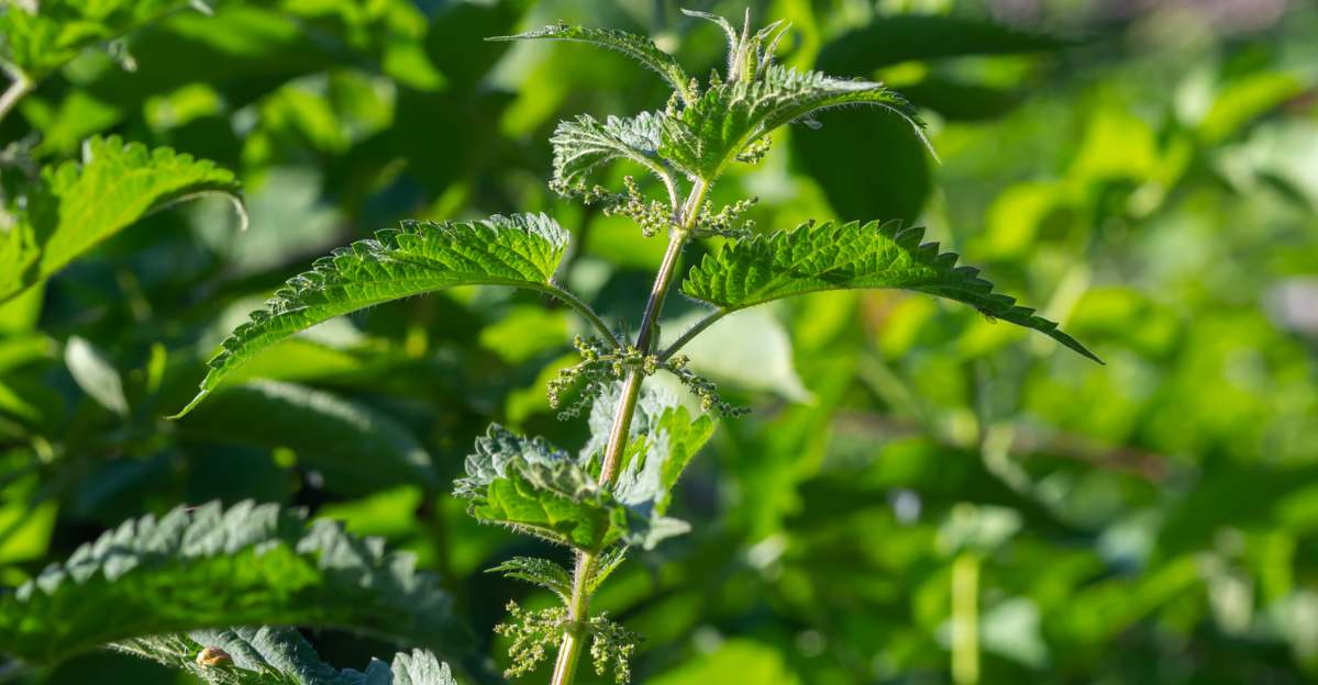 Nettle Leaf
