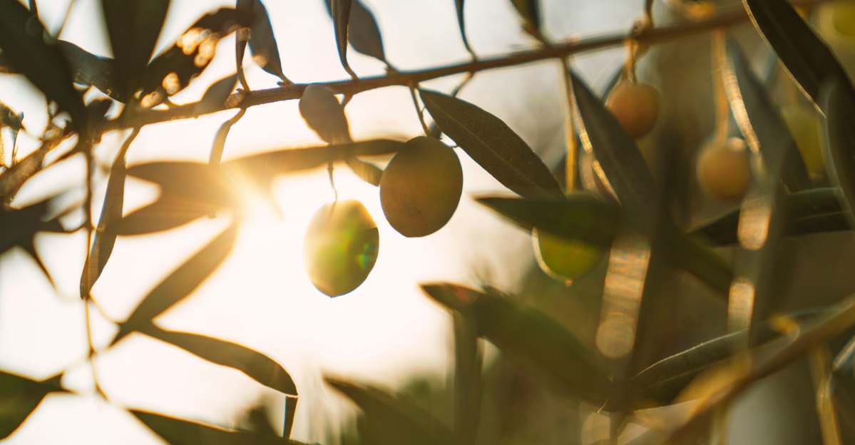 Olive Leaf