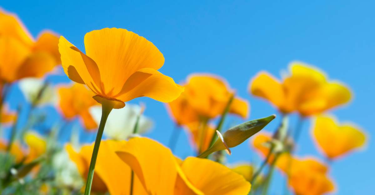 California Poppy