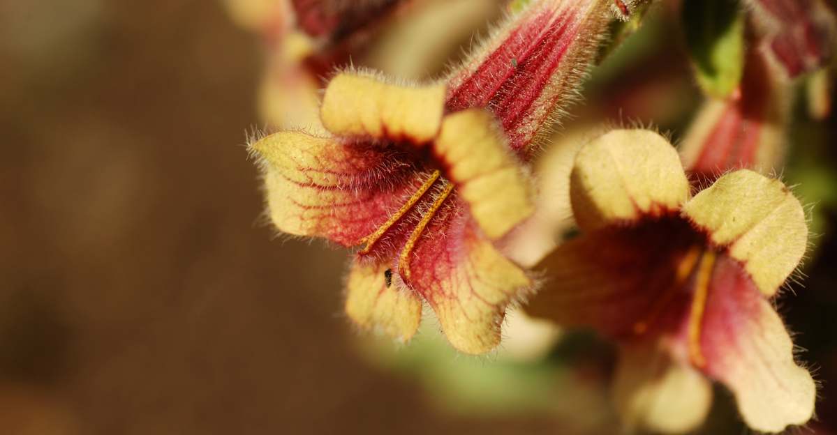 Rehmannia