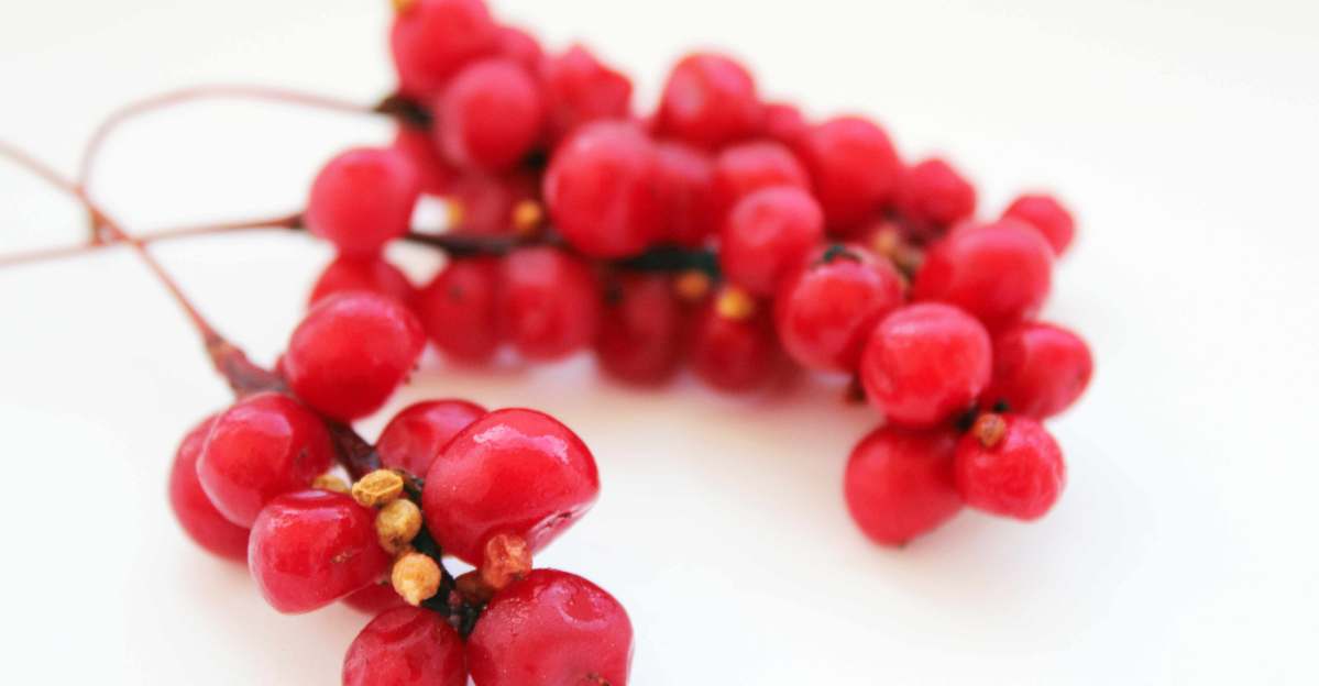 Schisandra