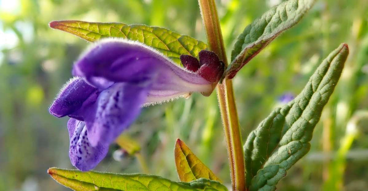 Skullcap