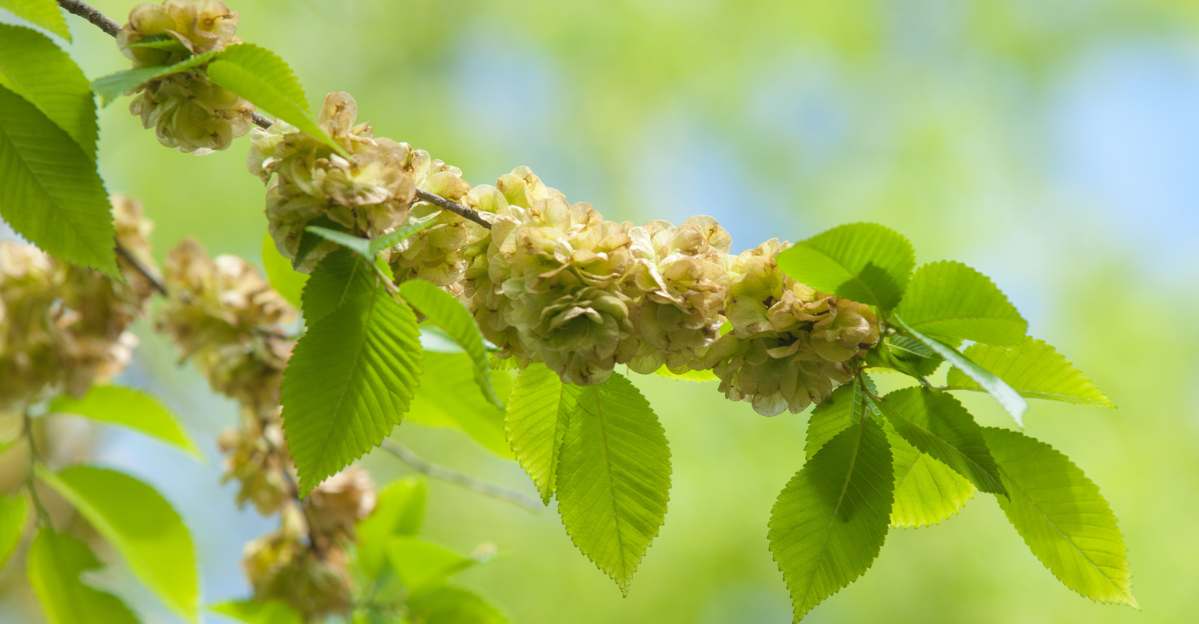 Slippery Elm