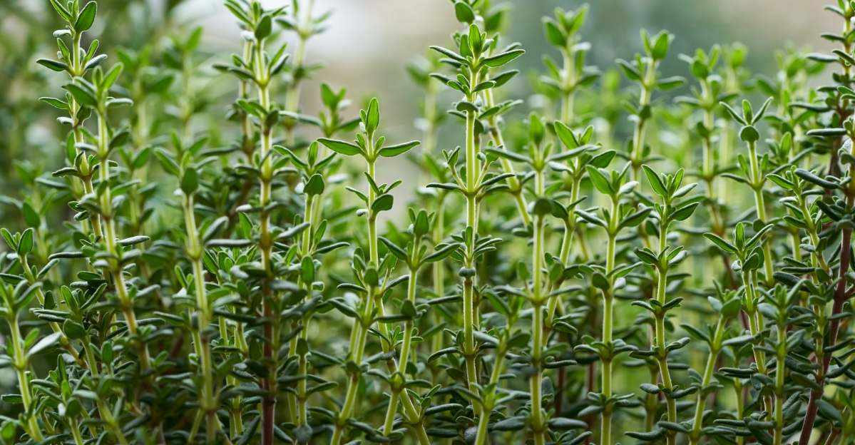 Thyme
