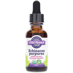 Echinacea pupurea Extract