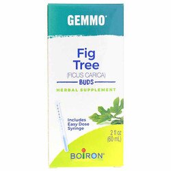 Gemmo Fig Tree - Buds 1
