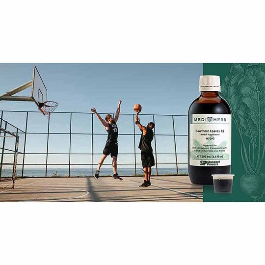 Hawthorn Leaves 12, Standard Process