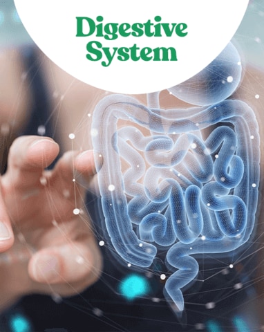 Digestive system