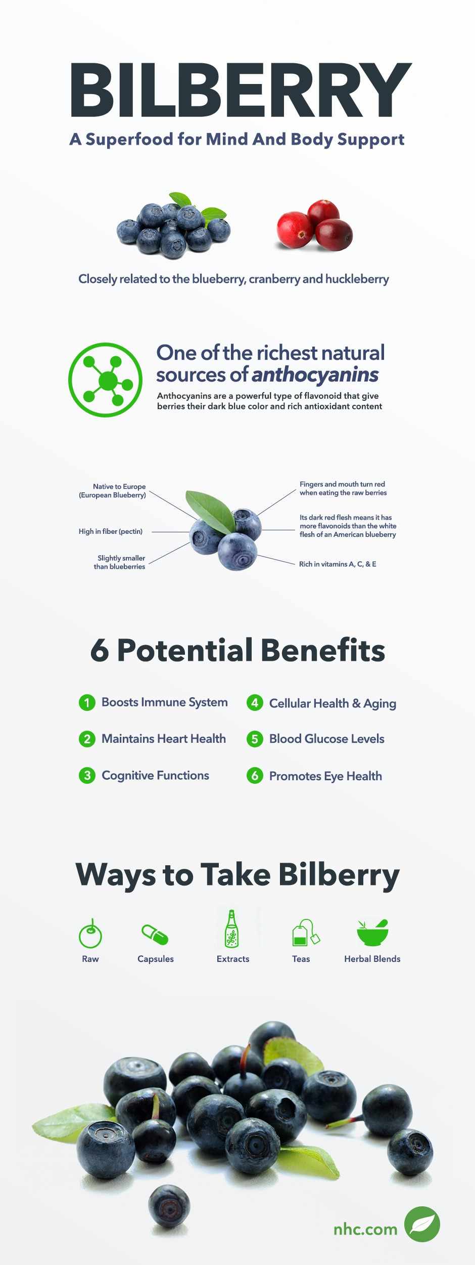 bilberry infographic