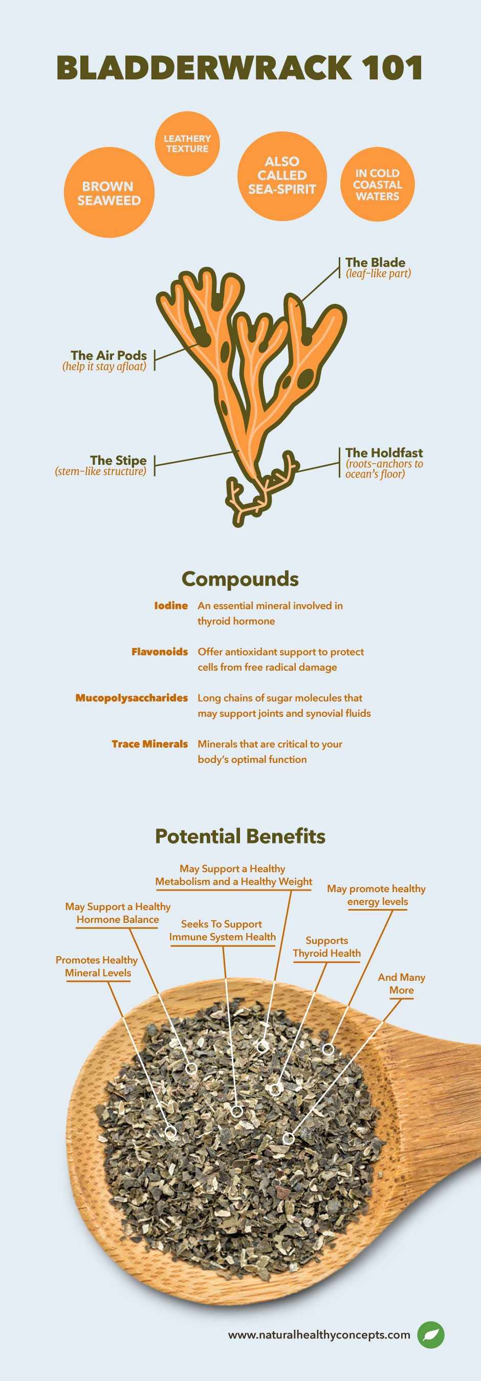 bladderwrack infographic