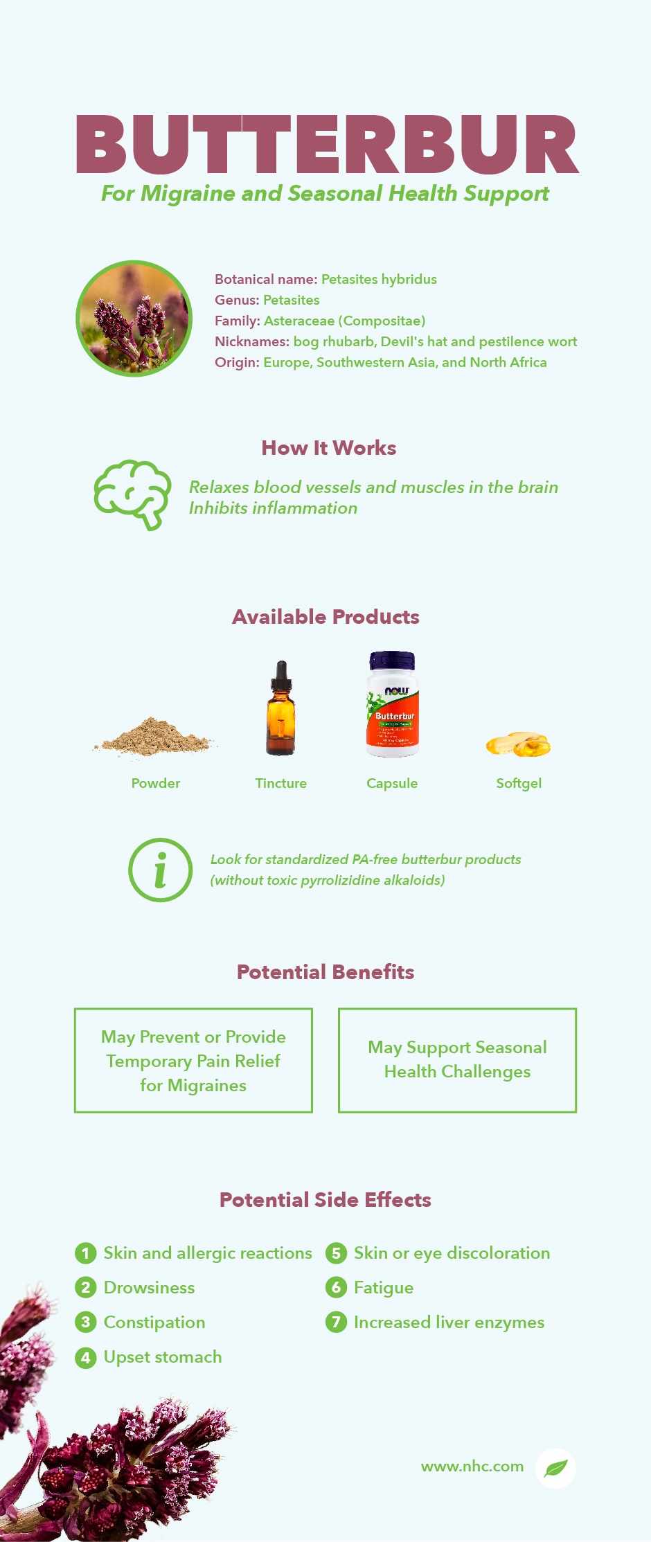 butterbur infographic