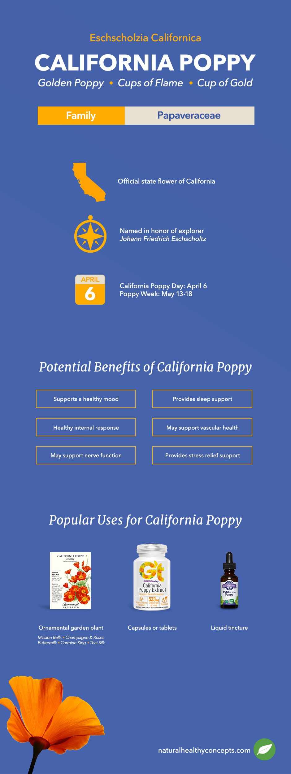 california poppy infographic