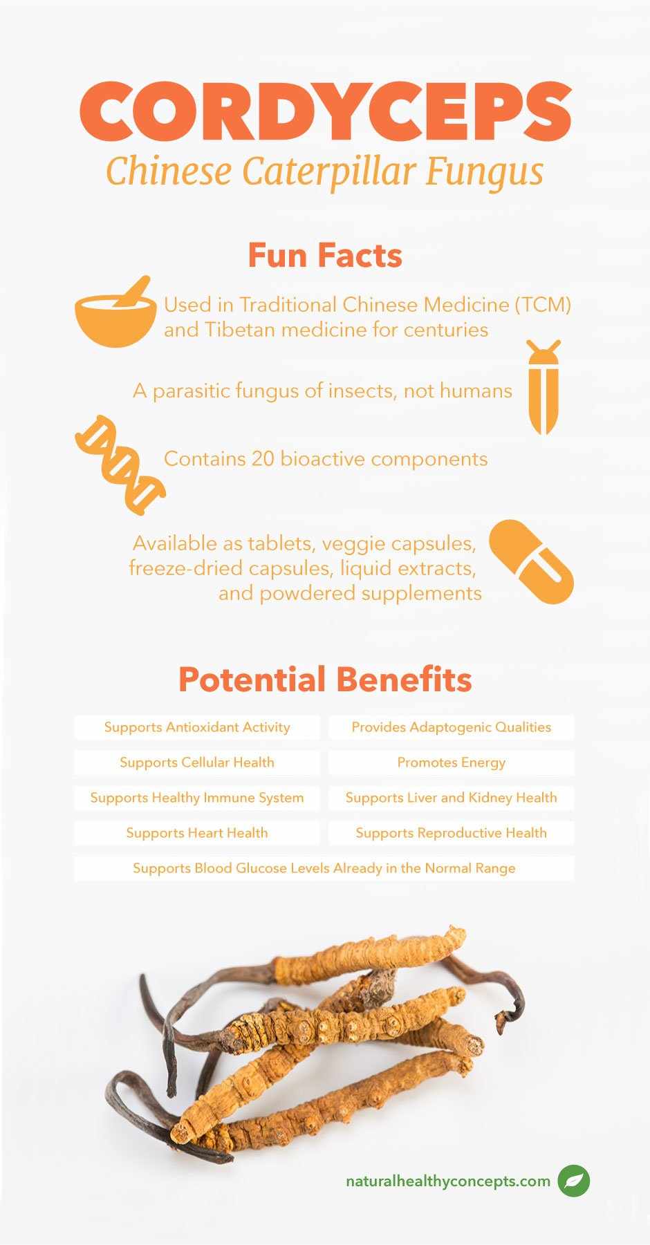 cordyceps infographic