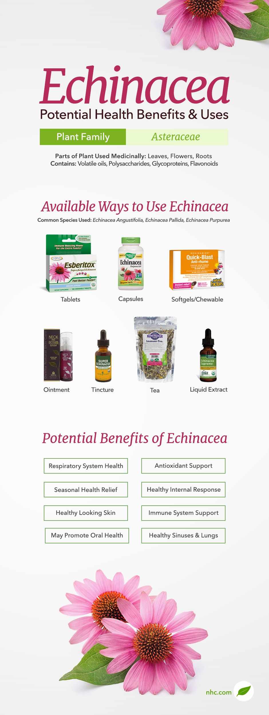 echinacea infographic