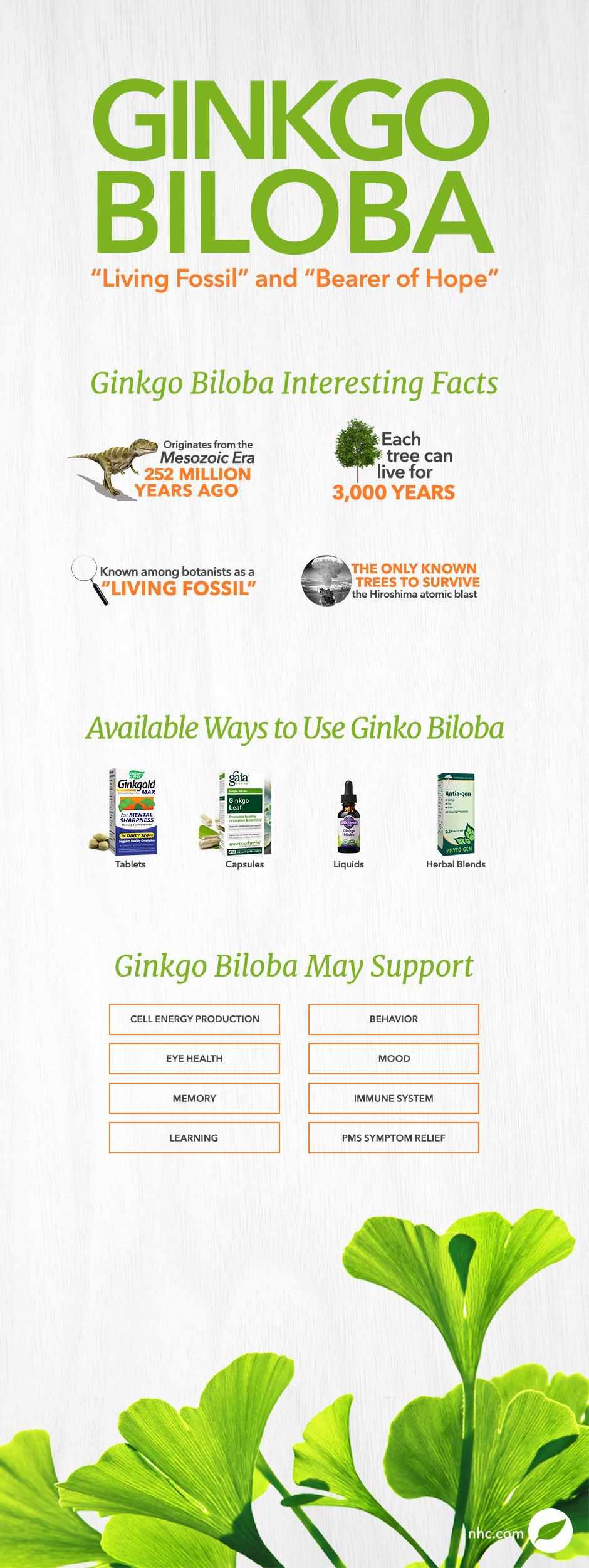 ginkgo biloba infographic