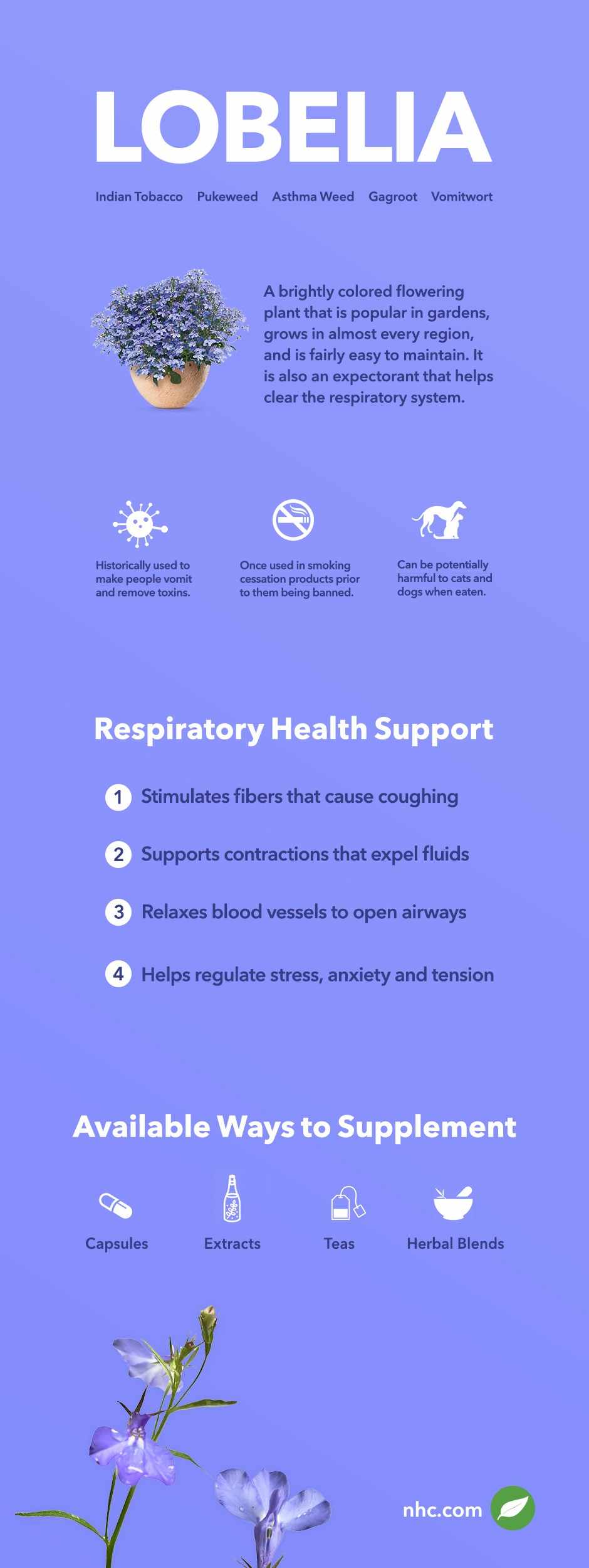 lobelia infographic