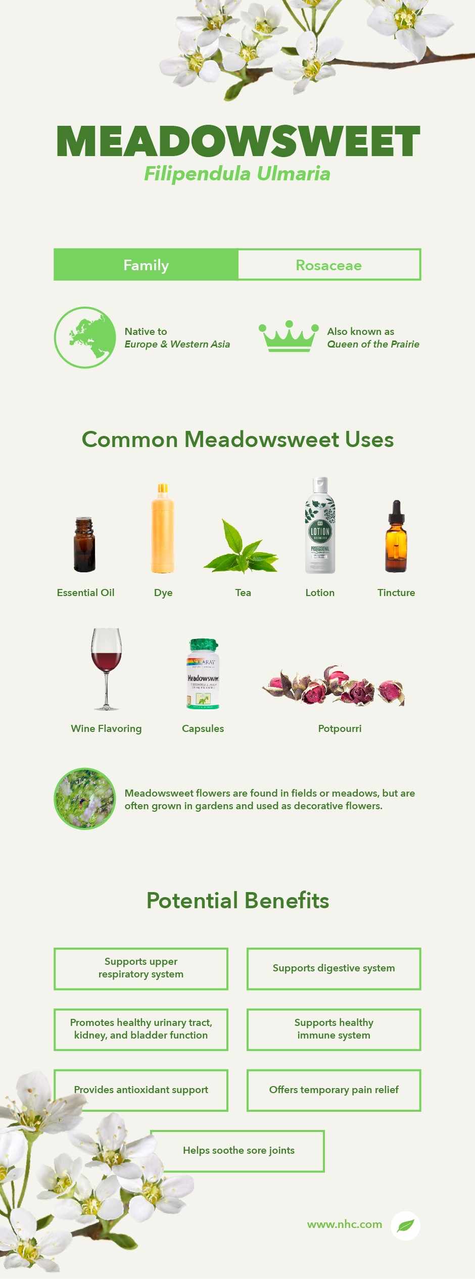 meadowsweet infographic