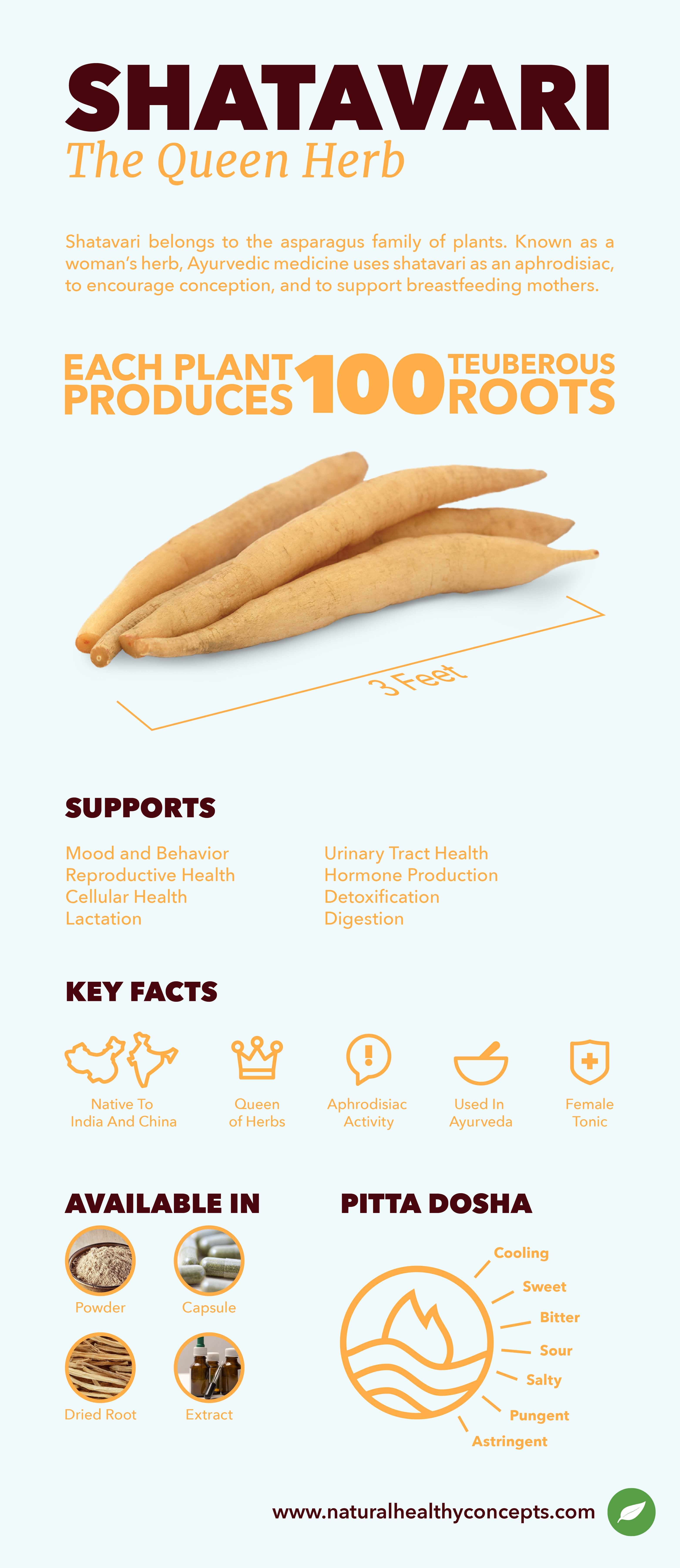 shatavari infographic