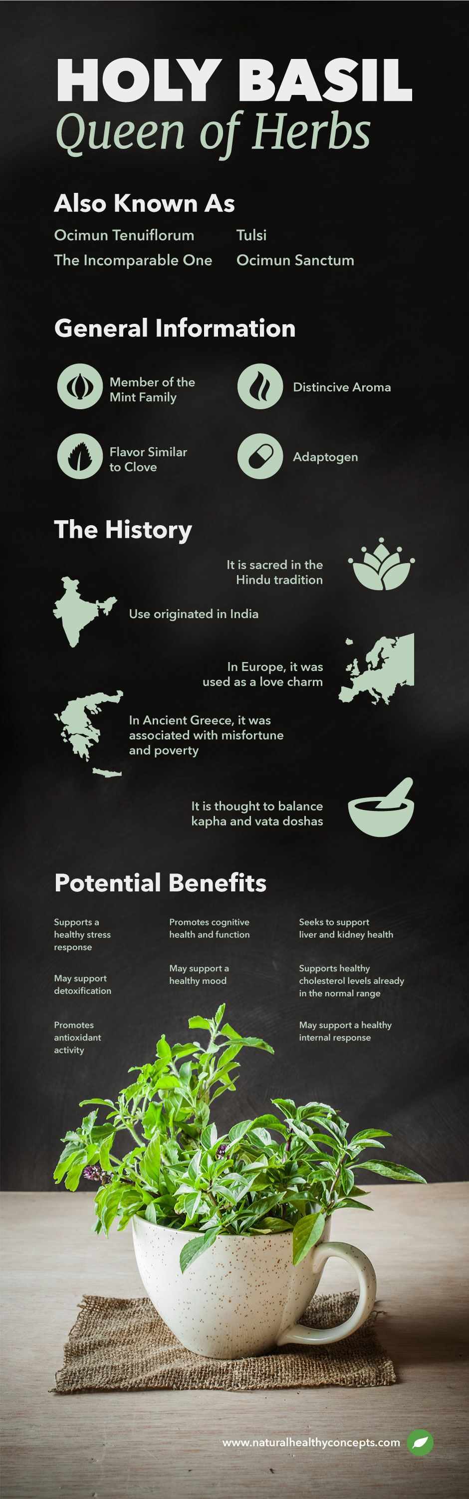 holy basil infographic