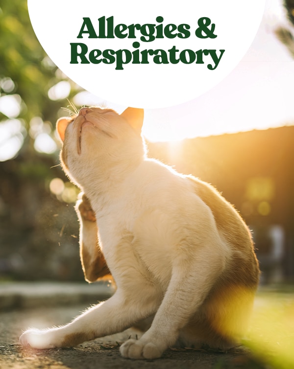 Pet Allergies