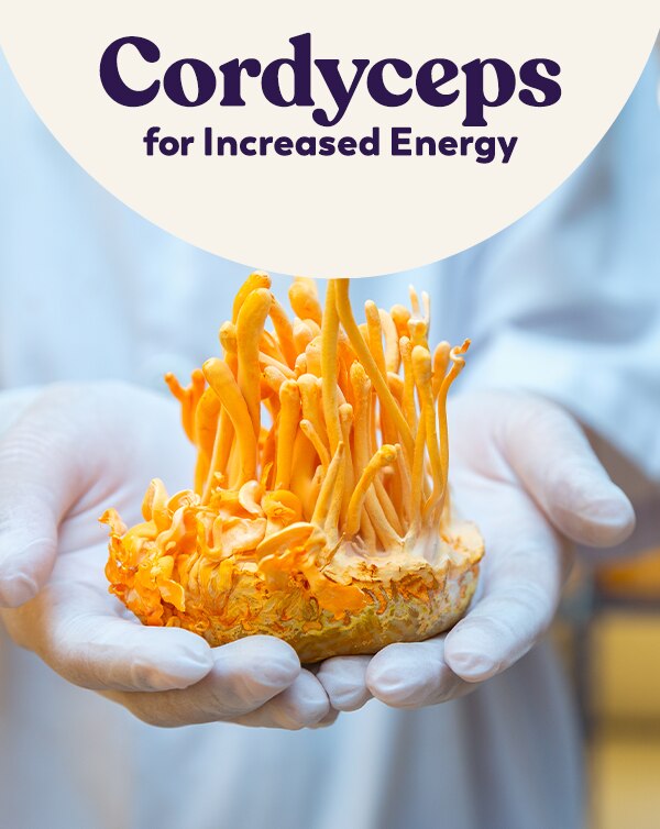 Cordyceps for Increased Energy