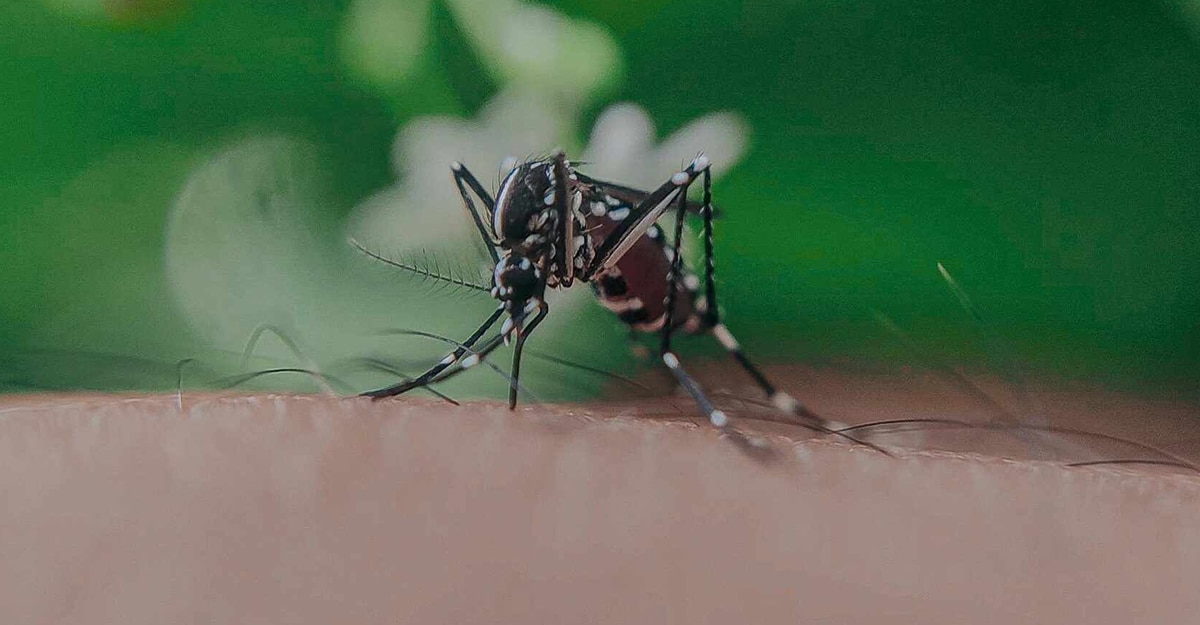 How to Treat a Bug Bite Fast? 6 Effective Strategies