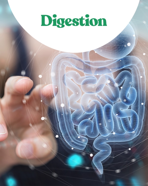 Digestion