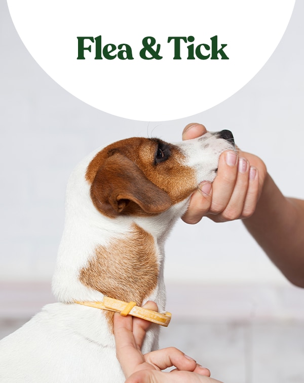 Flea & Tick