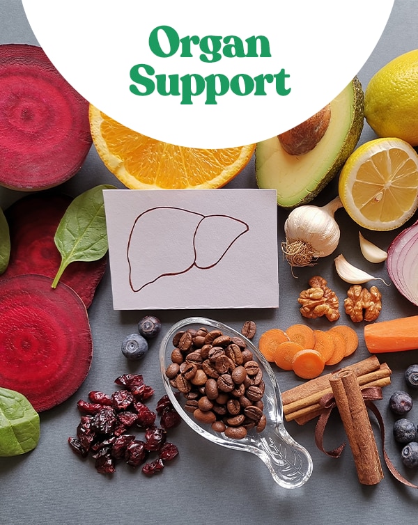Organ Support
