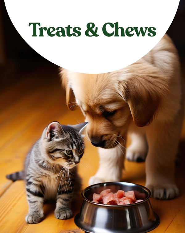 Treats & Chews