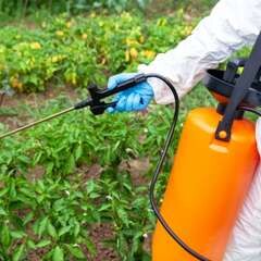 Does Glyphosate Contribute to Inflammation