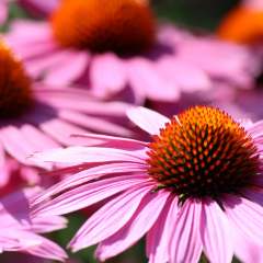 Is Echinacea a Good Immune Replacement