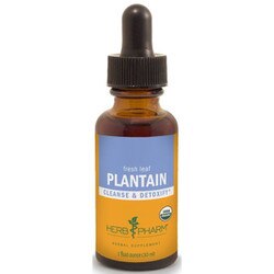 Plantain Extract 1